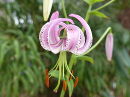 Foto: Dr. Peter Müller